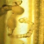 exudate of Xanthomonas campestris pv. oryzicola